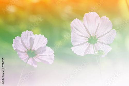 Fototapeta Naklejka Na Ścianę i Meble -  Cosmos flower with soft filter background