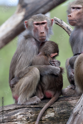 Affenfamilie © mkoenen