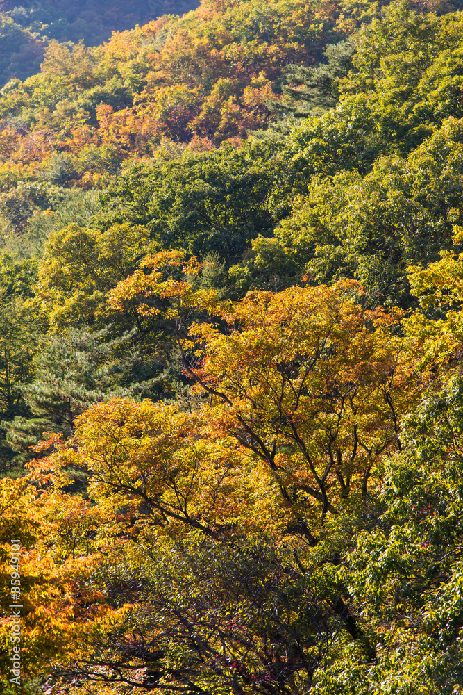 Autumn colors in mountain