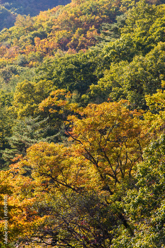 Fototapeta Naklejka Na Ścianę i Meble -  Autumn colors in mountain