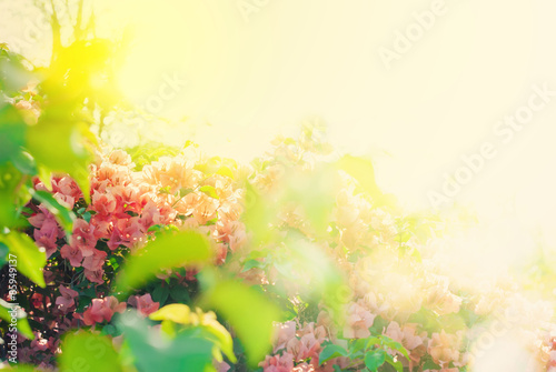 Blossoming Bush with Pink Flowers in Sunlights