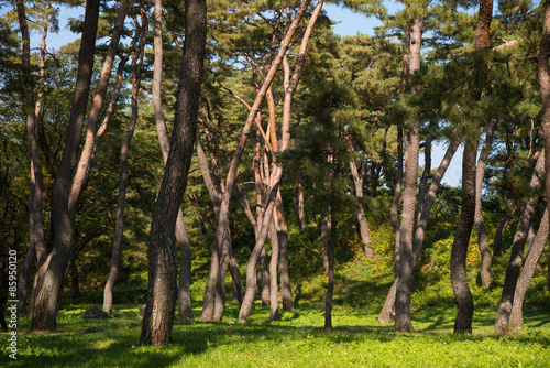 pine forest with sunlight