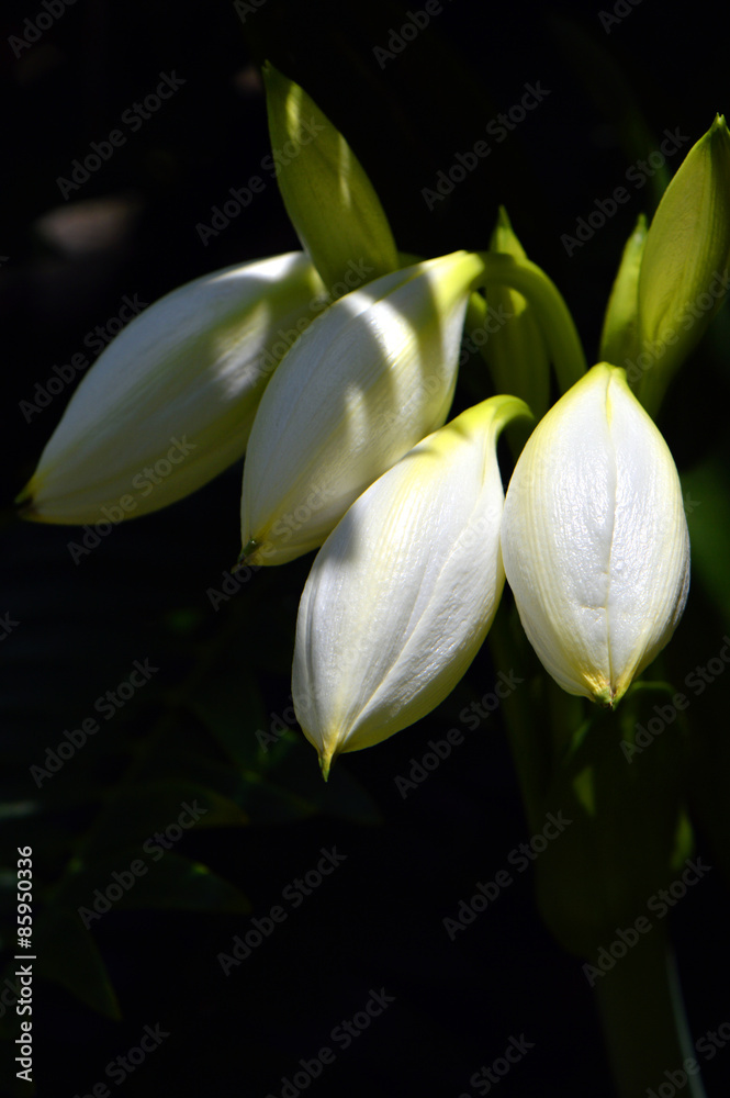 Fototapeta premium Crinum asiaticum splendens Crinum lily