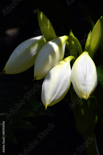 Crinum asiaticum splendens Crinum lily