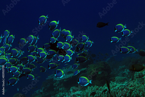 School of Powderblue Surgeonfish (Acanthurus Leucosternon) over Coral Reef, South Ari Atoll, Maldives © Daniel Lamborn