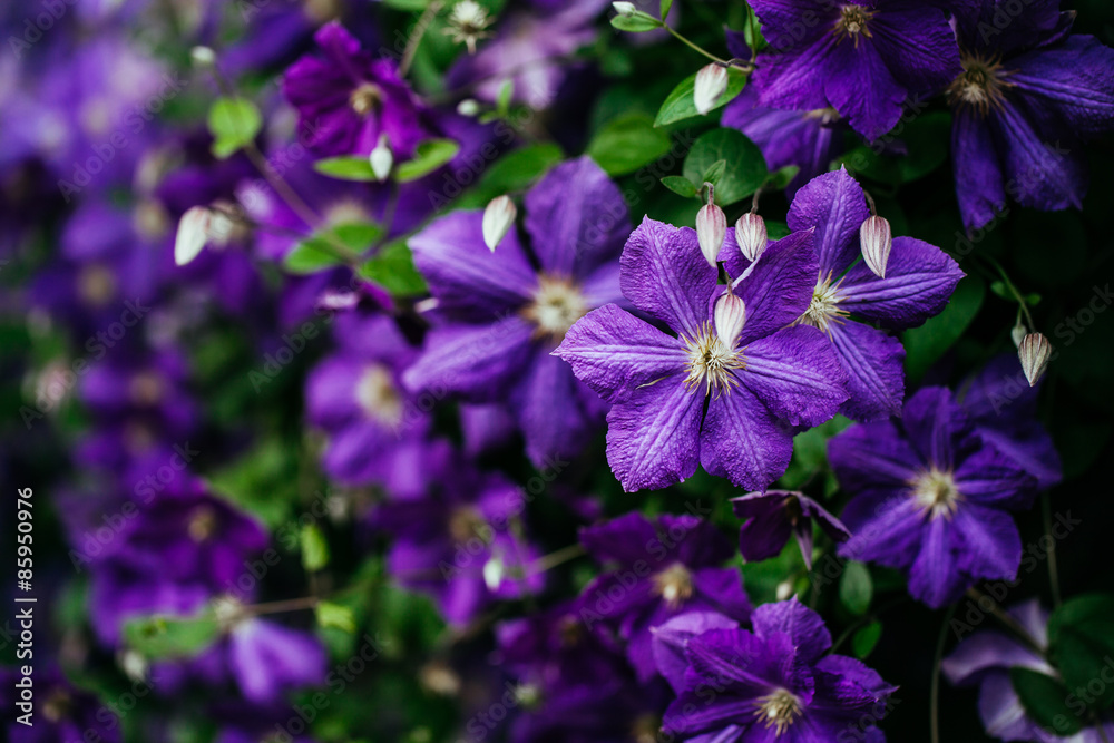 Fototapeta premium Beautiful, large purple clematis flower in the garden