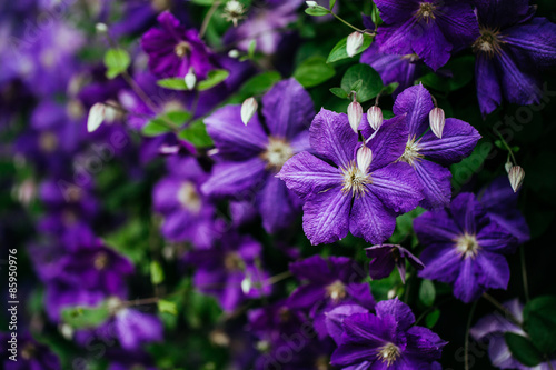 Beautiful, large purple clematis flower in the garden photo