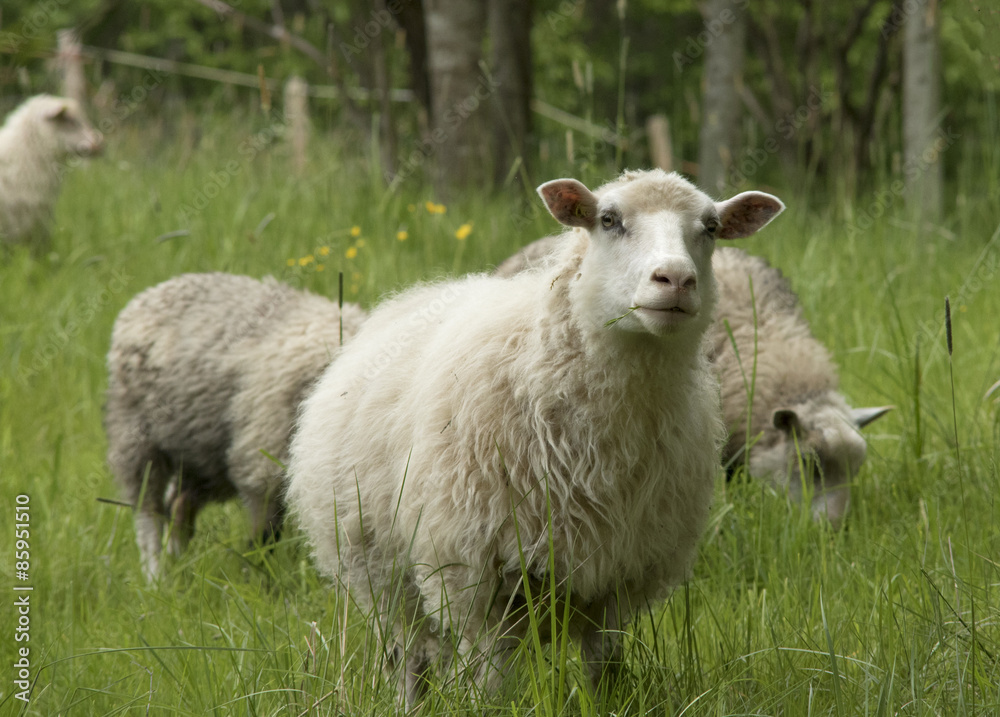 Sheep Sheep