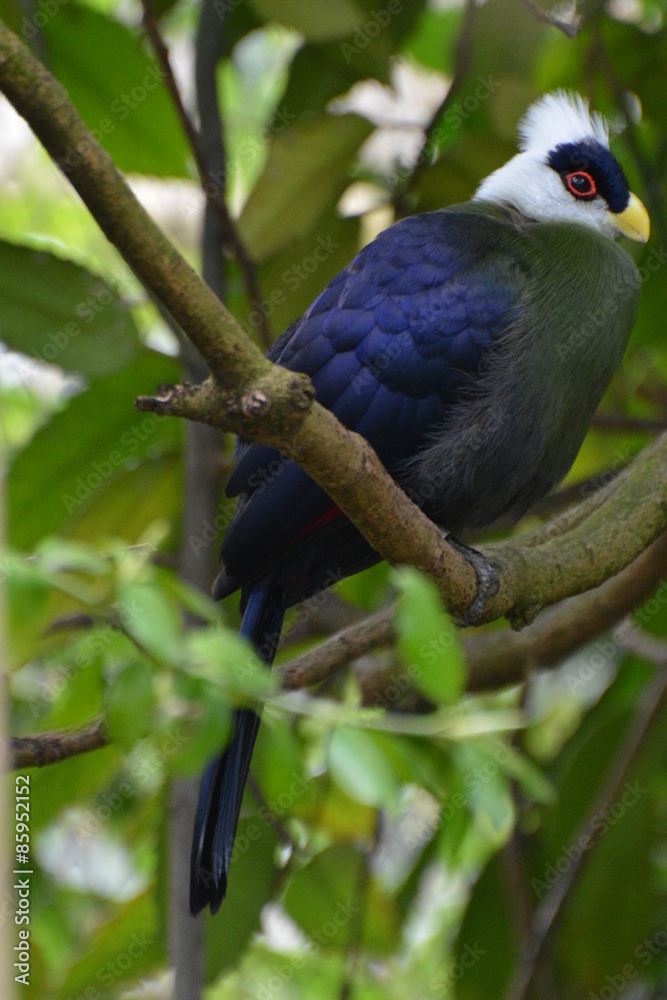 White-Crested Turaco (Tauraco Leucolophus) sitting on a tree branch inmidst the forest. White-Crested Turaco (Tauraco Leucolophus) sitting on a tree branch inmidst the forest.