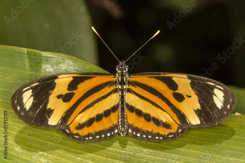 Butterfly on leaf close up - macro butterfly top view © Pedro Turrini Neto