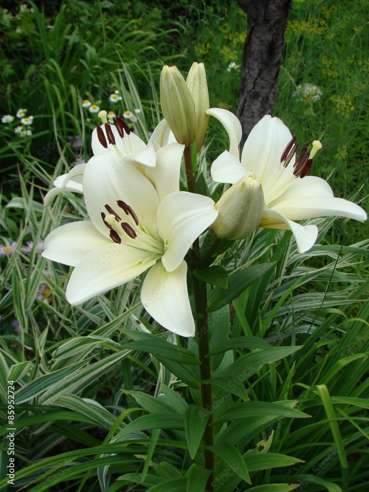 Fototapeta premium Lily