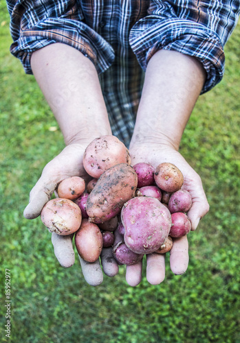 Woman holding potatoes in her hands