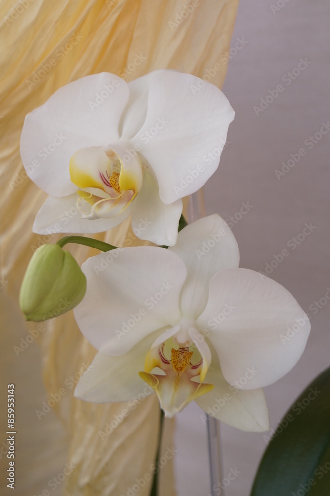 Obraz premium Białe orchidee