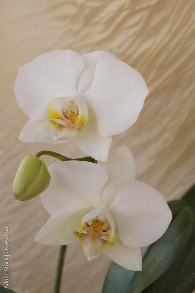 White orchids White orchids