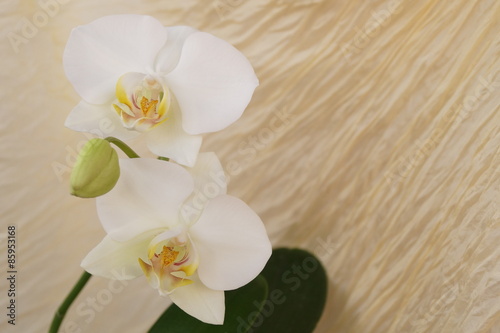 Fototapeta Naklejka Na Ścianę i Meble -  White orchids