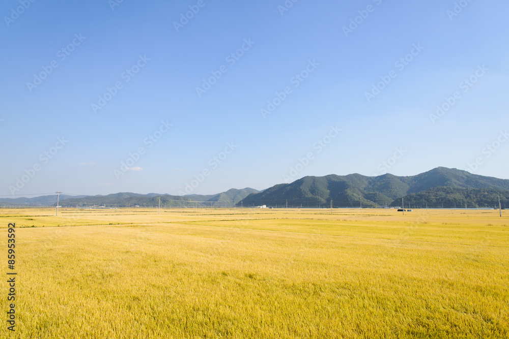 view of full ripen golden rice paddy in autumn, located in Andong-si, Korea