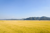 view of full ripen golden rice paddy in autumn, located in Andong-si, Korea