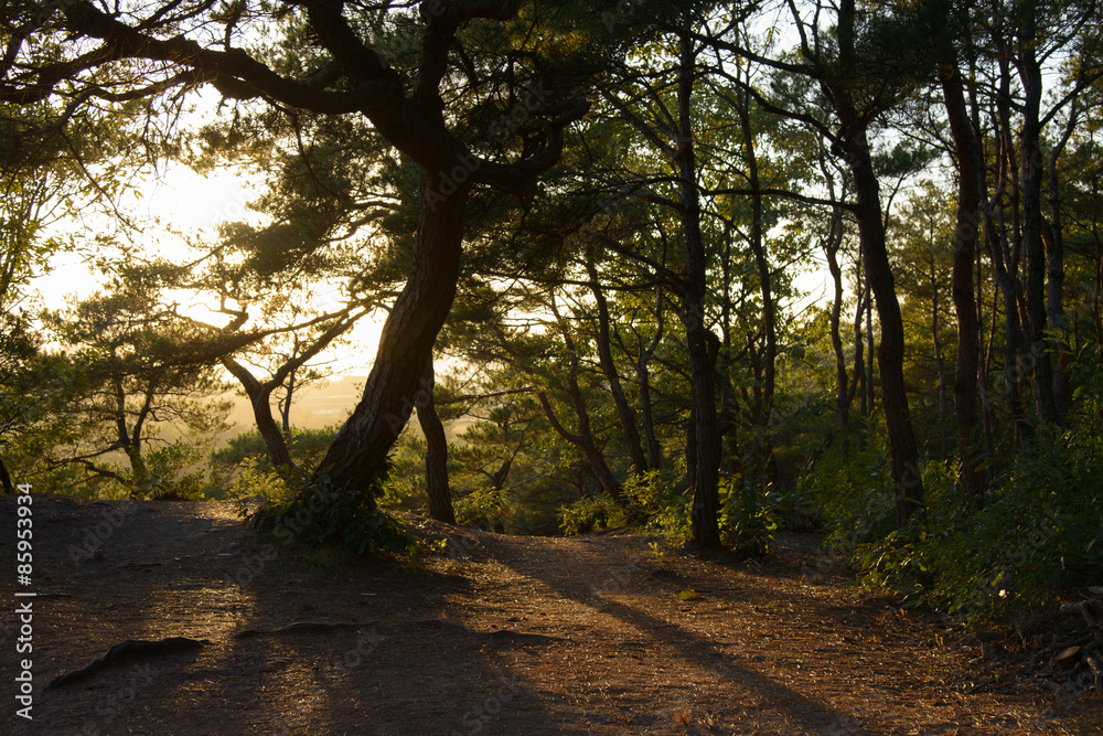 Naklejka premium pine tree with back lit