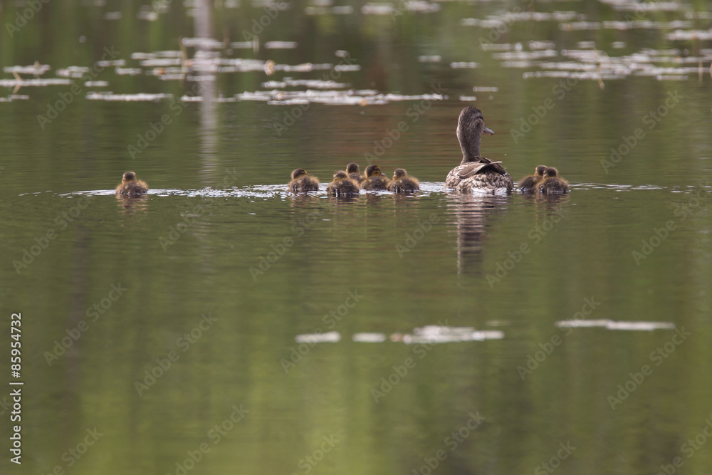 Small ducklings Small ducklings