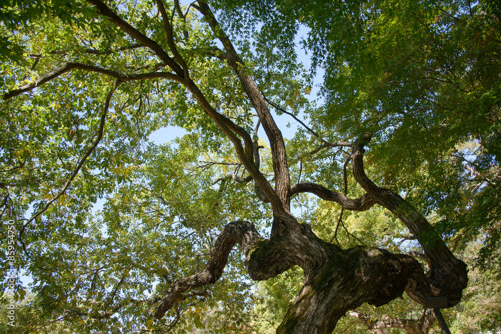 Obraz premium bough of old willow tree