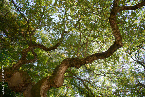 bough of old willow tree