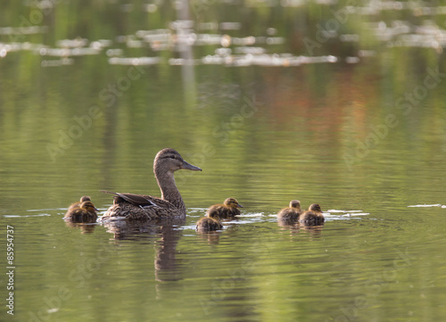 Small ducklings