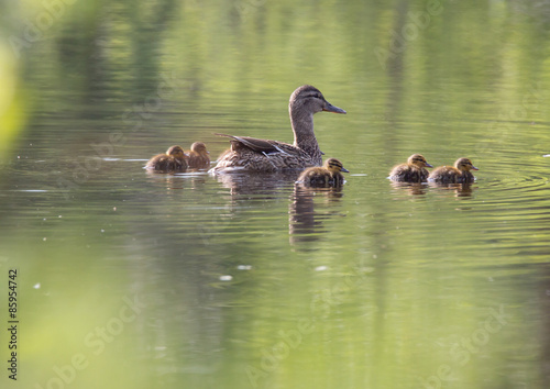 Small ducklings