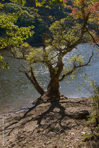 old tree at a shore in Jusanji © jipen