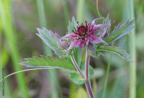 Sabelnik marsh photo