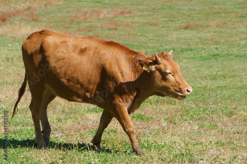 Korean Native Cattle in a field