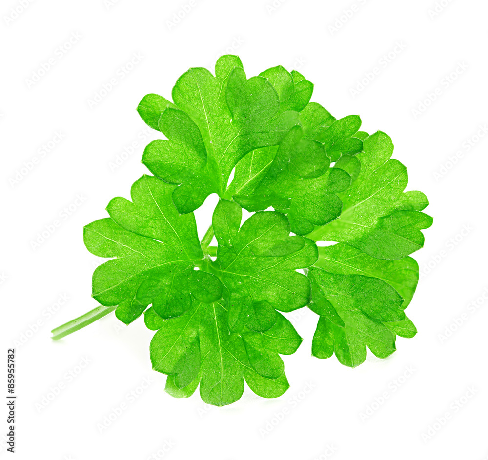 Parsley isolated on white background Parsley isolated on white background