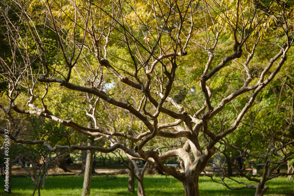 Obraz premium Crape Myrtle