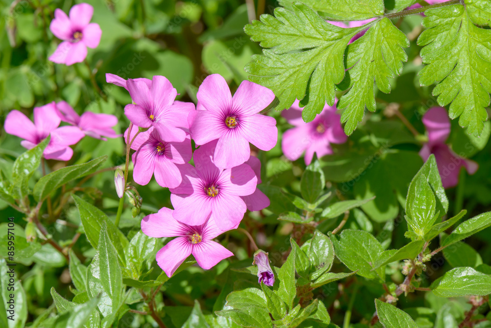 Obraz premium Purple group Flowers