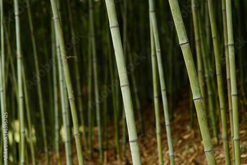 closeup of bamboo