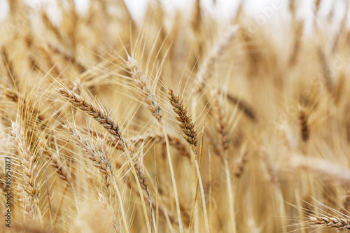 Ripe wheat landscape with details of ear of wheat