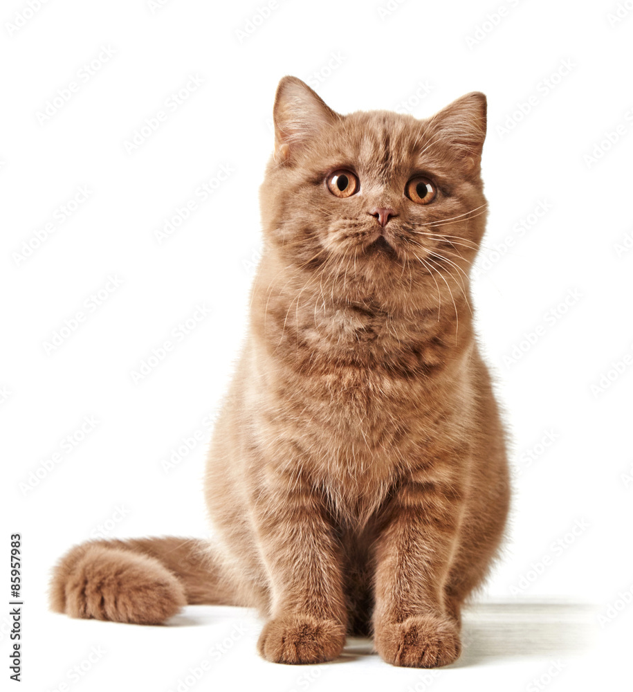 portrait of british kitten