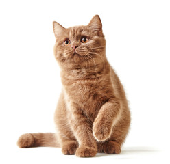 Keuken achterwand Kat Portret van Britse kitten  © Mara Zemgaliete