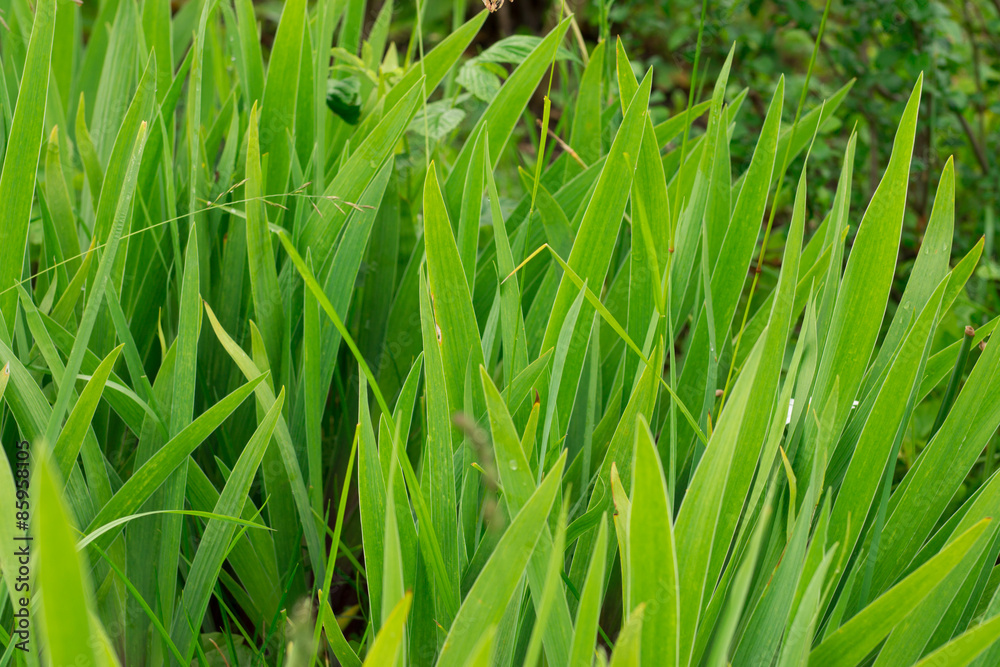 Iris leaves growing in the garden. Iris leaves growing in the garden.