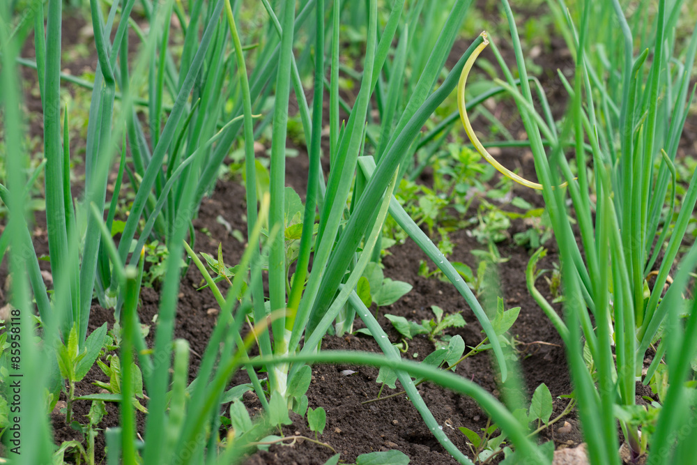 Fototapeta premium Growing garlic.