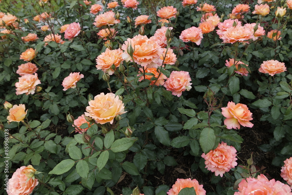 colorful flowers colorful flowers