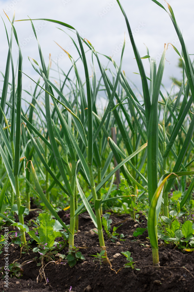 Obraz premium Garlic leaves growing in the garden.