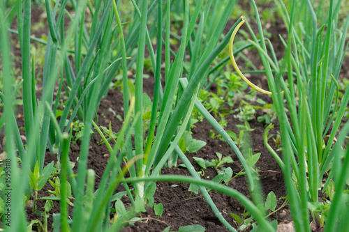 Growing garlic.