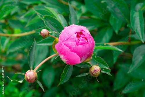 Fototapeta Naklejka Na Ścianę i Meble -   One opening bud of a pink peony flower with a drop of water on bud.