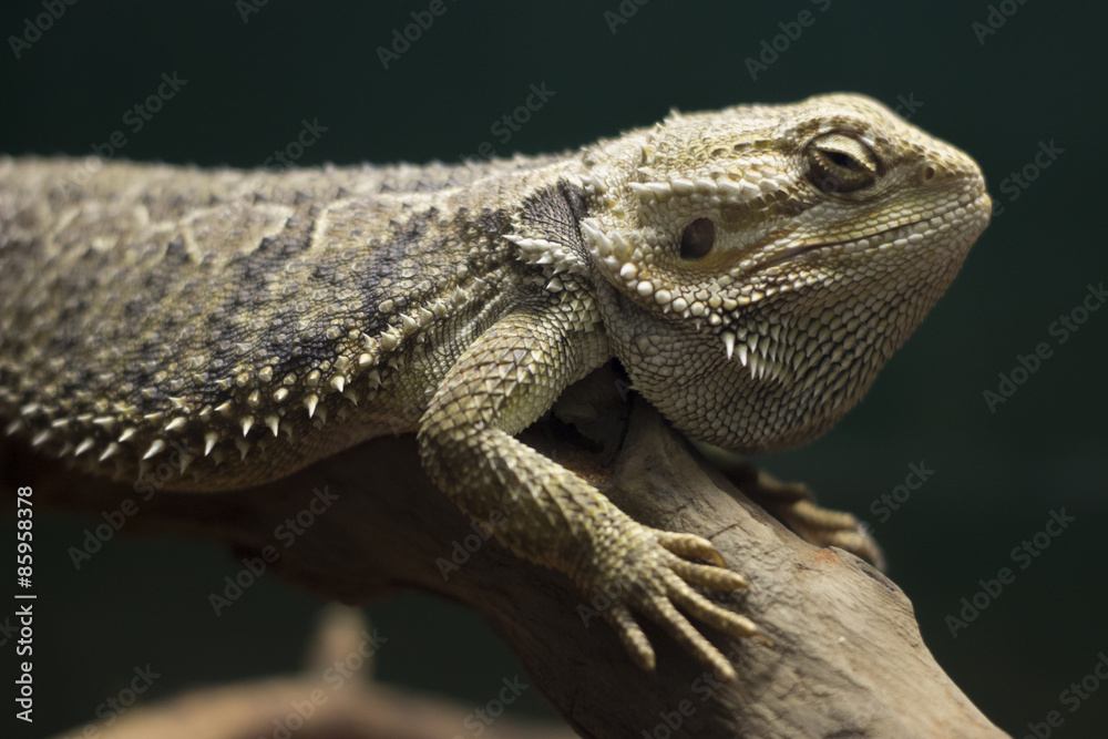 Obraz premium Lizards