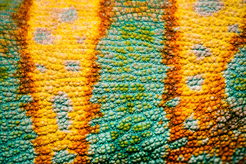 Handdoek met foto Kameleon Schubben van vierhoornkameleon close-up  © pirotehnik