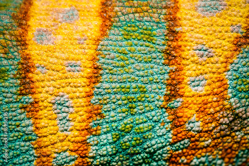 Close up of Four-horned Chameleon skin background, Chamaeleo quadricornis
