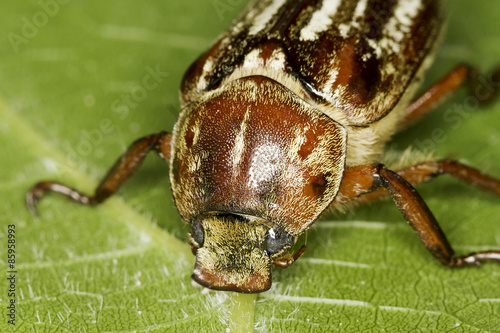 Anoxia orientalis beetle in natural habitat - close up