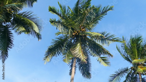 Wallpaper Mural coconut palms under blue sky
 Torontodigital.ca
