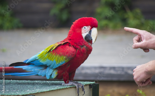 Macaw bird