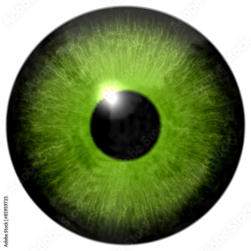 Fototapeta Naklejka Na Ścianę i Meble -  Isolated green eye illustration